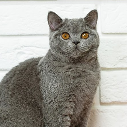 Kocie Radowice - hodowla kotów brytyjskich