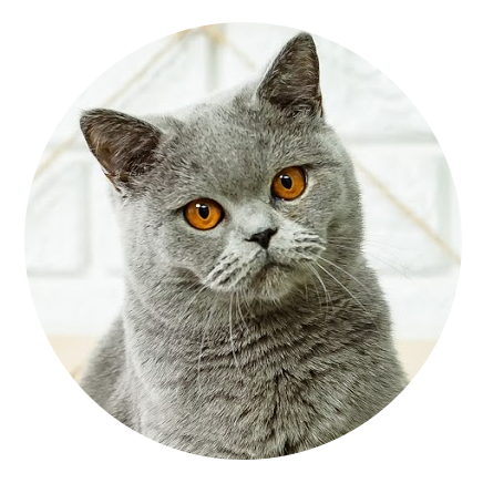 Kocie Radowice - hodowla kotów brytyjskich