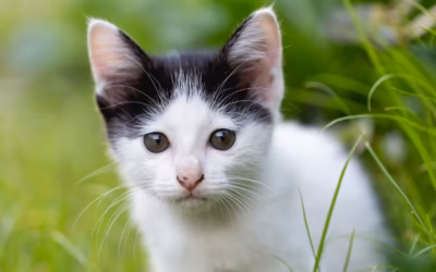 Oddam kota Maine Coon w dobre ręce – wszystko, co musisz wiedzieć