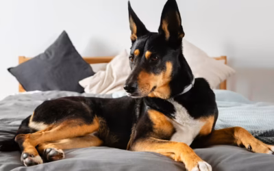 Cat7 karma dla kota: Najlepsza dieta dla Twojego pupila