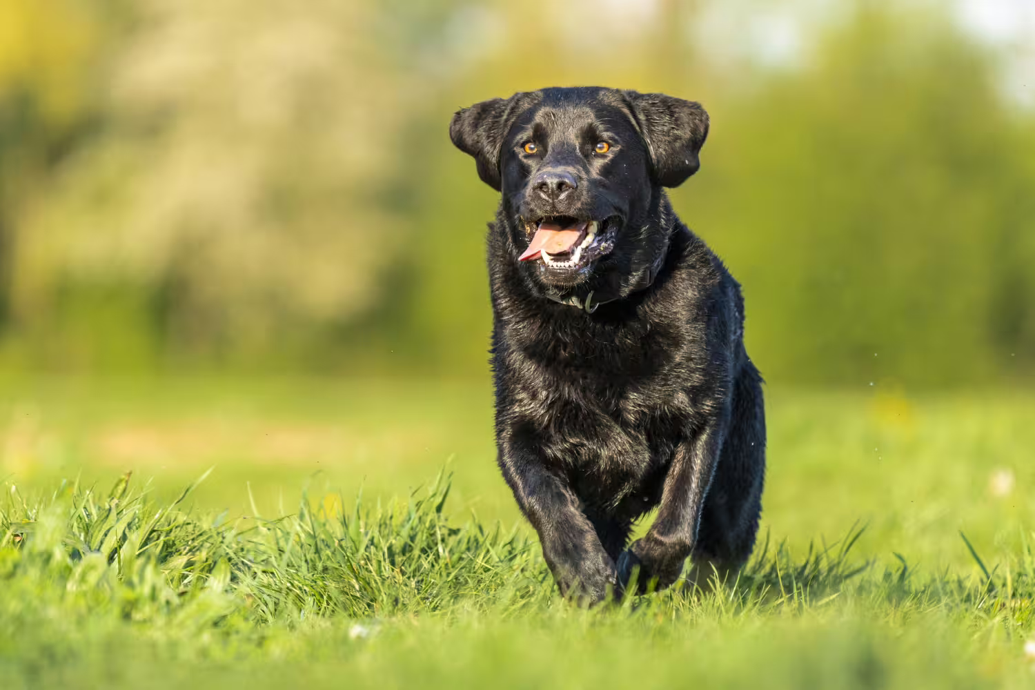 Karma dla kota Warszawa – Przewodnik po najlepszych opcjach - 1