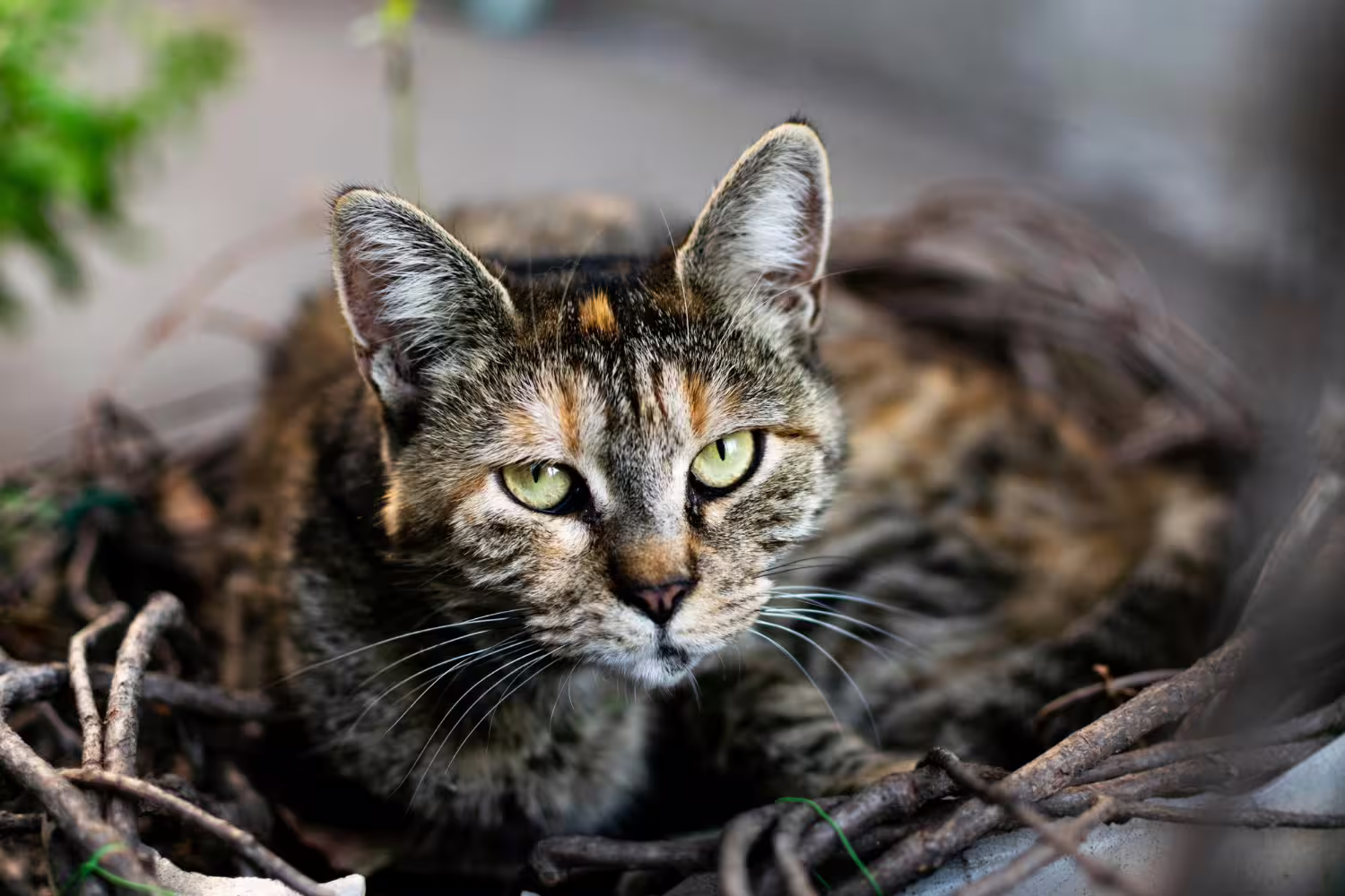 Oddam kota Maine Coon w dobre ręce – wszystko, co musisz wiedzieć - 2